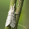 l'Orgye pudibone (Calliteara pudibonda)