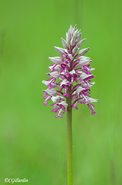 orchis militaire.jpg
