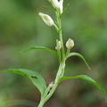 céphalanthère pâle (Cephalanthera damasonium)