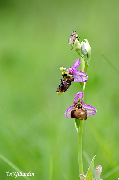 Orphys bourdon (Ophrys fuciflora) copie.jpg