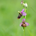 Orphys bourdon (Ophrys fuciflora)