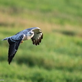Buse variable blanche