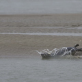 phoque veau-marin
