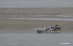 phoque veau-marin