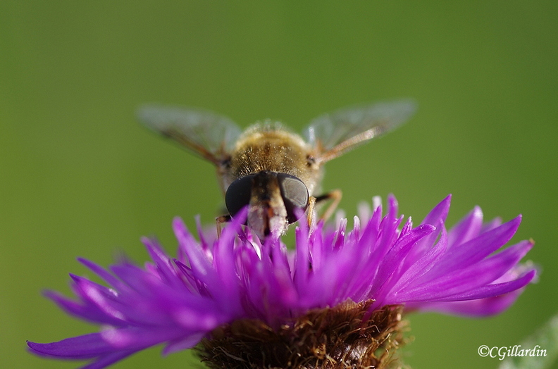 abeille.jpg