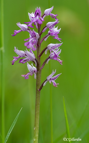 orchis militaire1.jpg