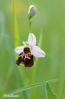 Ophrys bécasse (Ophrys scolopax)