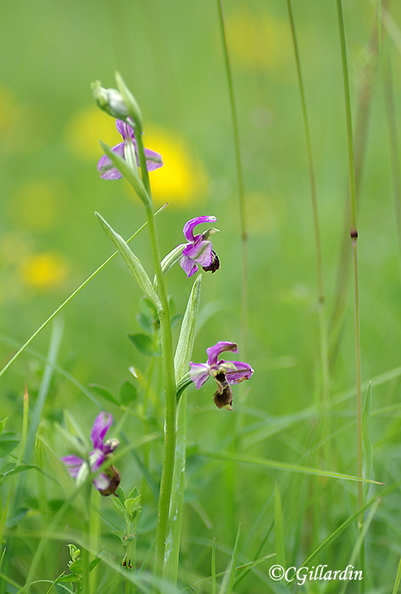 Ophrys bécasse (Ophrys scolopax) copie.jpg