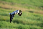 Buse variable blanche