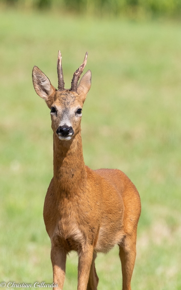 DSC_3337.jpg